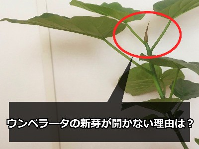 ウンベラータの新芽