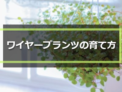 ワイヤープランツの育て方