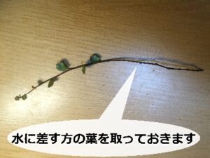 カットしたワイヤープランツのつる