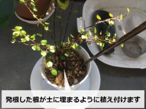 ワイヤープランツの植え付け