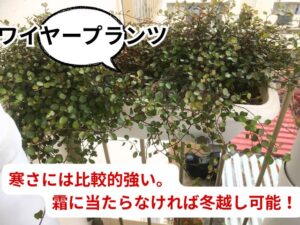 ワイヤープランツの冬越し
