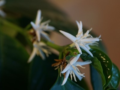 コーヒーの木に咲いた花