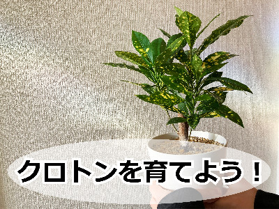 鉢植えのクロトン