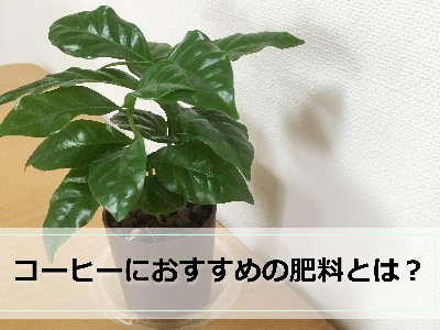 100均で買った小さなコーヒーノキ