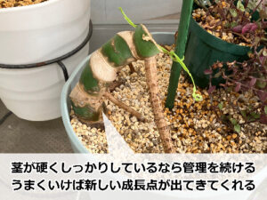 茎だけになったモンステラ