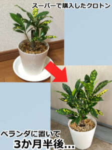 クロトンの生長の経過