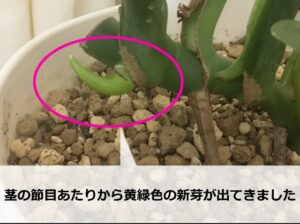 モンステラの茎から吹いた新芽