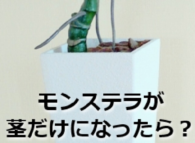 モンステラの茎