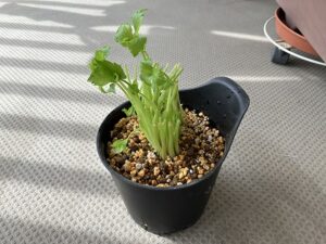 土に植えた三つ葉の根っこ