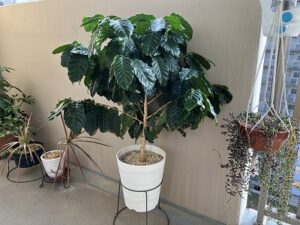 植え替え前のコーヒーノキ