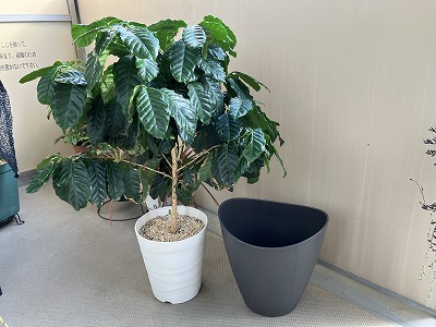 植え替え前のコーヒーの木