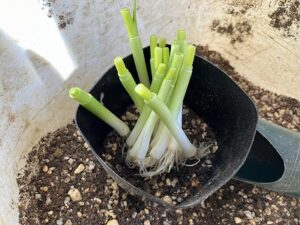 万能ねぎの根っこを土に植える