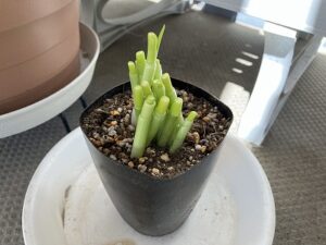 土に植えた万能ねぎの根っこ