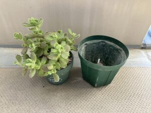 植え替え前の熊の手