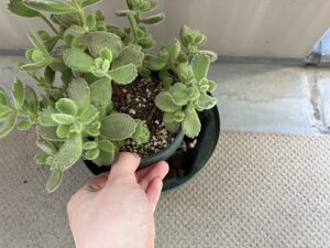 植え替え前の熊の手