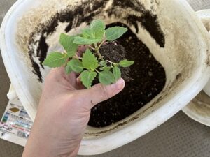 ポットから取り出した大葉