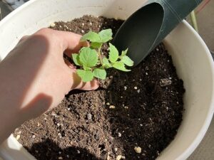 大葉の植え付け