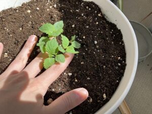 大葉の植え付け