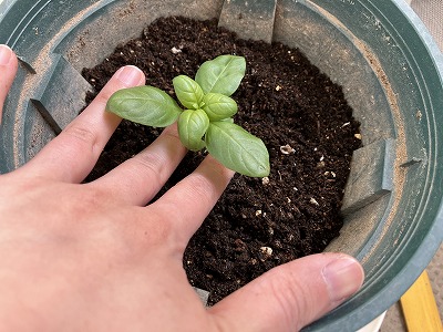 バジルの苗を植え付ける