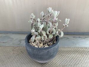 茎が伸びすぎた福兎耳