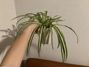 凍傷から復活した観葉植物「オリヅルラン」