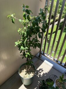 夏を迎えたグミの木