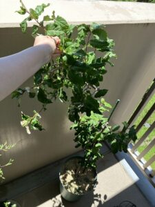 夏を迎えたグミの木