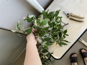 剪定したグミの木