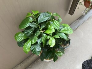 ダイソーで買った観葉植物の5年後