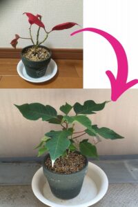 剪定から3ヵ月で復活したポインセチア