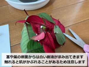 切り戻したポインセチアの花や葉や茎