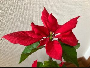 しおれ気味のポインセチア