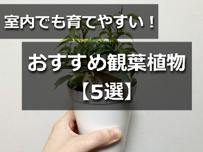 手に持った観葉植物