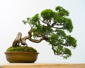 室内に飾った松の盆栽