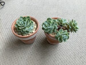 胴切りから1年後のエケベリア