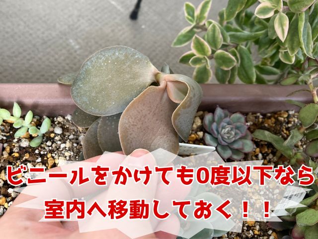 金のなる木の冬越し