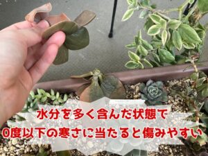 金のなる木の冬越し失敗