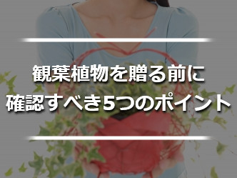 観葉植物をプレゼント