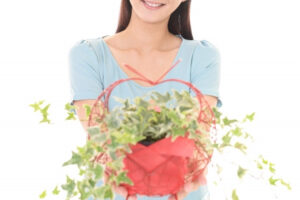 観葉植物をプレゼント