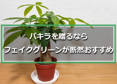 パキラの鉢植え