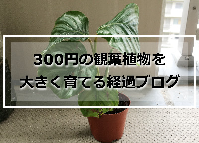 300円で購入したカラテアオルビフォリア