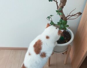 観葉植物の土にいたずらする猫