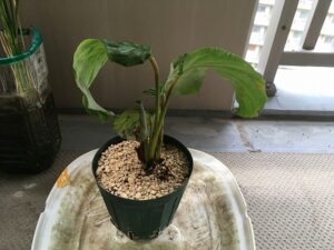 植え替え後のカラテア