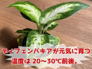 ディフェンバキアの栽培適温