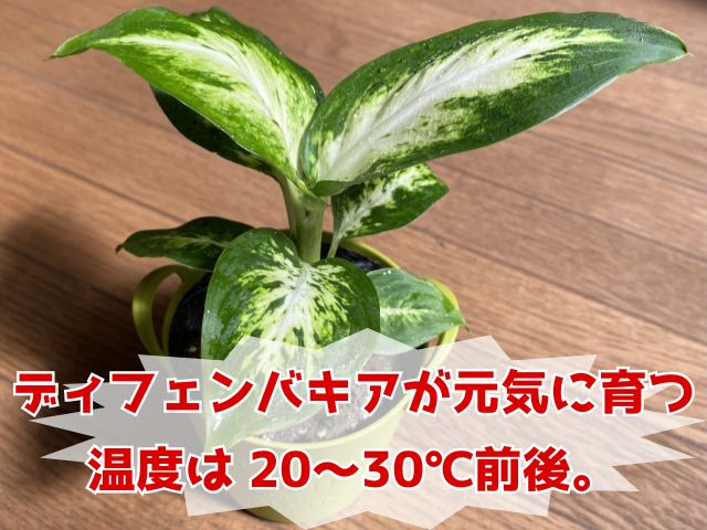 ディフェンバキアの栽培適温