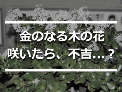 咲いたら不吉といわれる金のなる木の花