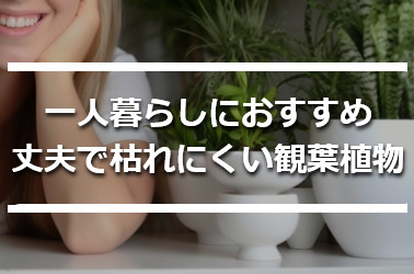 一人暮らしの女性と観葉植物