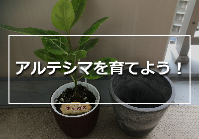 植え替え前のアルテシマ