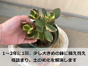 金のなる木の植え替え