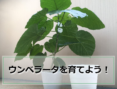 植え替え前のウンベラータ